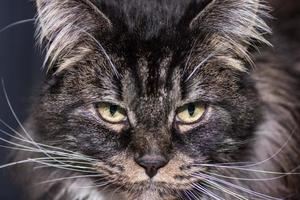 dear maine coon cat looks into the camera portrait photo