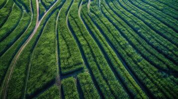 , field of green grass with water sprinkled, aerial view drone photography. Swamp landscape. photo