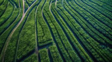 , field of green grass with water sprinkled, aerial view drone photography. Swamp landscape. photo