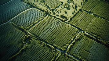 , field of green grass with water sprinkled, aerial view drone photography. Swamp landscape. photo