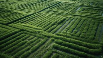 , field of green grass with water sprinkled, aerial view drone photography. Swamp landscape. photo