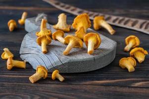 Fresh chanterelles closeup photo