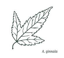 Green maple leaf. The sketch is drawn by hand, in ink with a pencil. Names in Latin. Acer ginnala,  riverine. Isolated on white background. Vector. vector