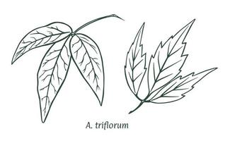 Green maple leaf. The sketch is drawn by hand, in ink with a pencil. Names in Latin. Acer three-flowered, triflorum. Isolated on white background. Vector. vector