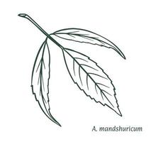 Green maple leaf. The sketch is drawn by hand, in ink with a pencil. Names in Latin. Acer manchurian  Isolated on white background. vector