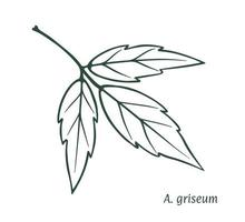 Green maple leaf. The sketch is drawn by hand, in ink with a pencil. Names in Latin. Acer griseum, grey. Isolated on white background. Vector. vector