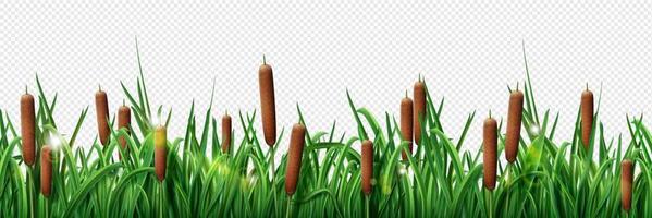 Realistic green grass border and brown reed border vector