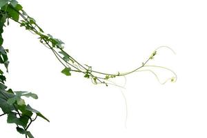 vino planta hojas trópico, arbusto follaje árbol aislado en blanco antecedentes tener recorte camino foto