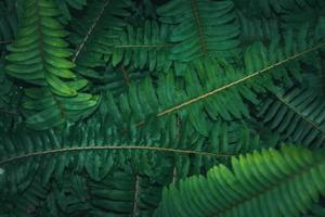 Nature surface background leaf green plant texture greenery spring photo