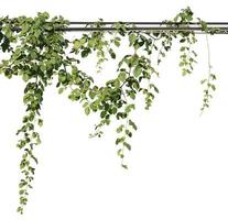 Vine plants, Greenery leaves isolated on white background have clipping path photo