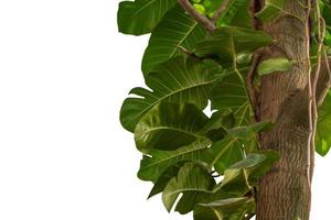 Monstera green leaf jungle creeping plant on tree isolated on white background have clipping path photo