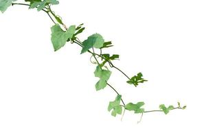 Vine Plant leaves tropic, bush foliage tree isolated on white background have clipping path photo