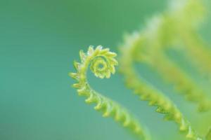 hojas verdes, follaje naturaleza primavera fondo en blanco para el diseño foto