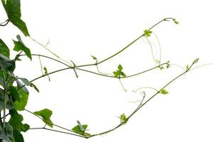 Vine Plant leaves tropic, bush foliage tree isolated on white background have clipping path photo