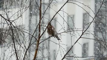 song thrush on a branch, winter blizzard, snowfall cold video