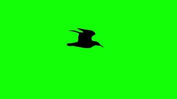 halloween bat flying Flock of Black crows loop motion graphics video transparent background with alpha channel