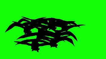 halloween bat flying Flock of Black crows loop motion graphics video transparent background with alpha channel