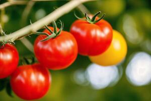 Red tomatoes with green leaves on a white background. Close-up. Healthy food concept. photo