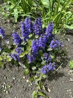 Creeping tenacious flower. blue herbaceous plant photo