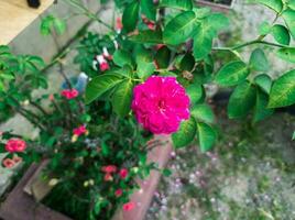 pink rosa gallica flowers in the yard photo