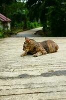 seen a domestic kitten playing in the street photo