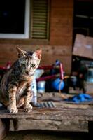 un calle Doméstico gatito jugando foto