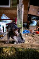 a street domestic kitten playing photo