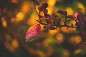 rojo y naranja otoño hojas de el arbusto en de cerca en un calentar día en el jardín foto