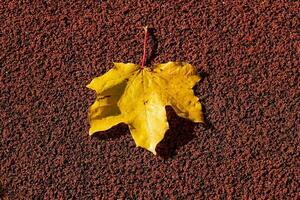 autumn maple leaf lying on the original red, background in the sun photo