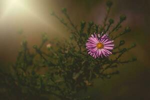 púrpura otoño flores iluminado por el calentar septiembre Dom en un natural jardín ambiente en de cerca foto