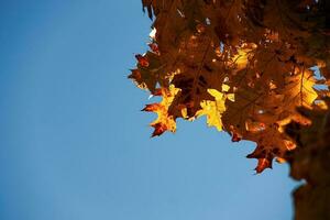background of brown oak leaves against a blue autumn cloudless sky photo