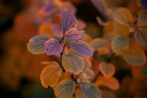 red autumn leaves of the bush in the warm afternoon sun in the garden photo