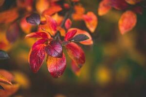 rojo y naranja otoño hojas de el arbusto en de cerca en un calentar día en el jardín foto