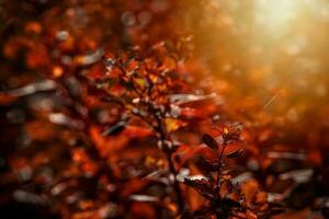 red autumn leaves of the bush in the warm afternoon sun in the garden photo