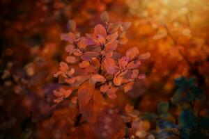 rojo otoño hojas de el arbusto en el calentar tarde Dom en el jardín foto