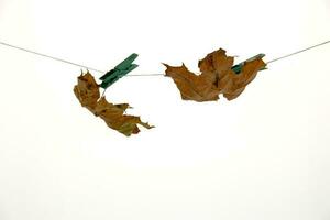 colorful autumn maple leaf on a white isolated background pinned with a clasp clip hanging on a string photo