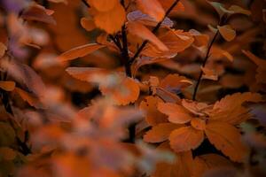 rojo otoño hojas de el arbusto en el calentar tarde Dom en el jardín foto