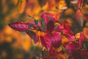 rojo y naranja otoño hojas de el arbusto en de cerca en un calentar día en el jardín foto
