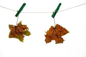 colorful autumn maple leaf on a white isolated background pinned with a clasp clip hanging on a string photo