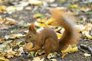 little red squirrel with a large walnut on an autumn day photo