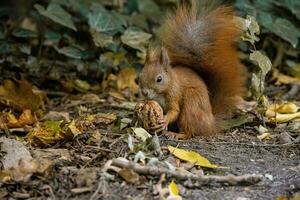 pequeño rojo ardilla con un grande nuez en un otoño día foto