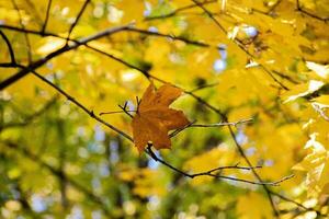 vistoso otoño hojas en el árbol en natural habitat foto