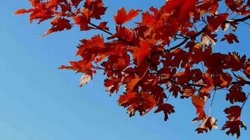 röd mape löv rör på sig med vind i blå himmel video