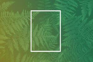 Green background with fern leaves and white frame. Nature background. photo