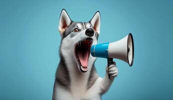 Funny cute dog, Siberian Husky holds a loudspeaker in its shouting and announcing on soft blue studio background, photo