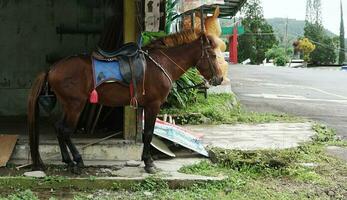 side view of a racing horse in the Tawang Mangu mountains photo