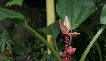 banana tree in garden with newly emerging fruit photo