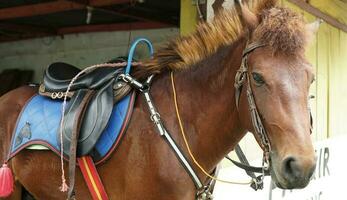 racehorse with saddle side view photo