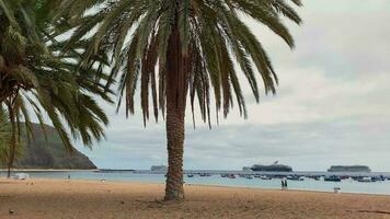 panorama do tenerife ilha em inverno tempo. san andres cidade. Palma árvores, navios, oceano, praia, horizonte linha, falta do turistas video