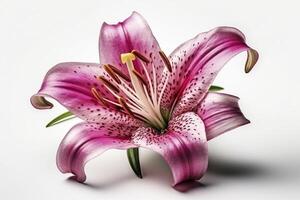 Pink lilly flower head on white background, created with photo